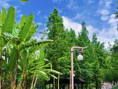 -重庆彩云湖湿地公园