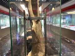 -嘉荫恐龙国家地质公园