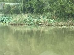 -微山湖红荷湿地景区
