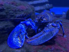 -瑞普利水族馆