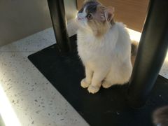 -喵园·猫主题咖啡厅·撸猫·猫咖(国贸店)