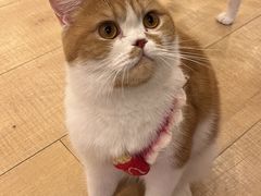 -Let's go狗咖·猫咖·奶狗·桌游(春熙路IFS店)
