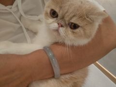 -飞行喵MR PILOT|猫舍·猫咖(静安大融城店)