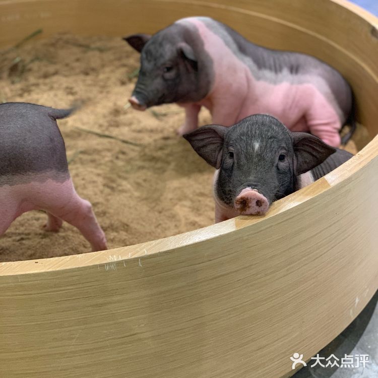 福田萌宠店｜性价比高，周末快来rua它们