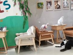 大堂-藏猫猫咖啡主题馆(中央大道店)