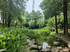 -陈家山荷花公园