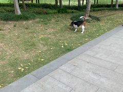 -南翔镇银翔湖公园