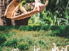 -三圣花乡旅游区