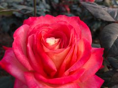 -人民公园(罗湖区)