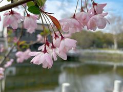 -莫愁湖公园