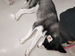 -共舞时光猫咖·狗咖(新街口店)