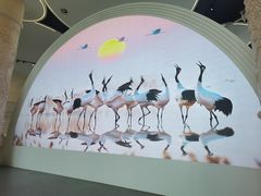 -盐城丹顶鹤湿地生态旅游区