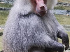 -贵州森林野生动物园