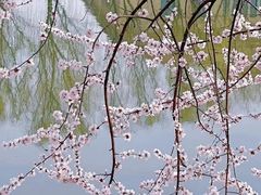 -桃花堤公园