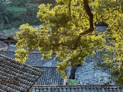 -杨家堂村