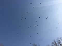 -北京麋鹿生态实验中心