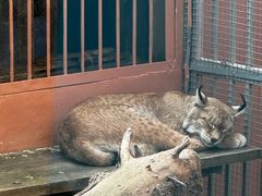 -青藏高原野生动物园