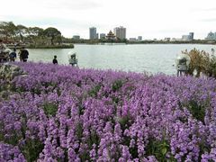 -顺峰山公园