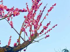 -苏州上方山国家森林公园