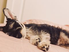 -PETKIT小佩宠物(古北店)