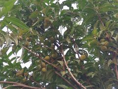 -华莱士·全鸡汉堡(皇山花园店)