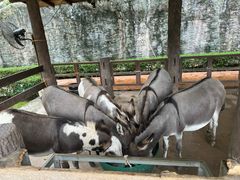 -清迈夜间动物园