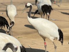 -盐城丹顶鹤湿地生态旅游区