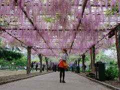 -嘉定紫藤园