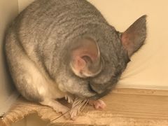 -龙猫仔乐园(惠福东路店)