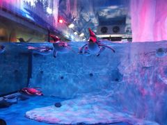 -芜湖新华联大白鲸海洋公园