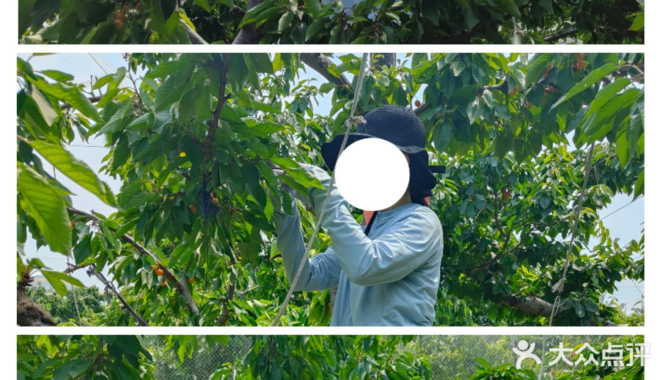 去过才推荐，济南长清五峰山樱桃采摘