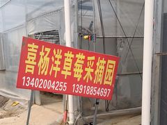 -喜杨洋草莓采摘园