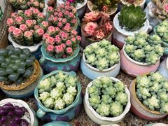 -循礼门鲜花花市(武汉循礼门店)