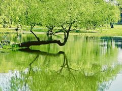 -上海共青森林公园