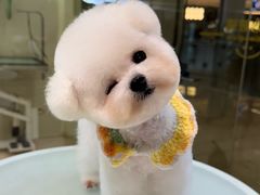 -翊宠yipet猫狗购宠庄园犬舍•猫舍