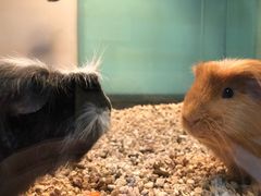 -布鲁豪斯亲子欢乐家庭餐厅