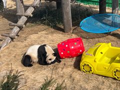 -西霞口神雕山野生动物世界