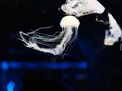 -大连圣亚海洋世界