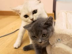 -猫咪派对(江南西店)