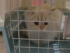 -FAELING PETS美天灵宠物(合生汇店)
