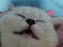 -欣宠猫屋·矮脚拿破仑·蓝金金渐层