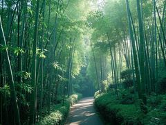 -镇江市南山风景名胜区竹林景区