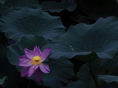 -尚贤河湿地