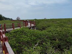 -北海金海湾红树林生态旅游区