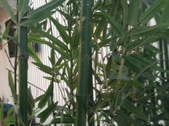 -金豆角砂锅焖面(安贞店)