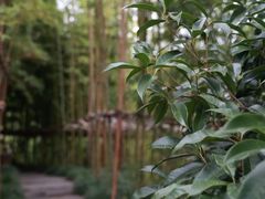-养云安缦·廊