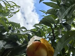 -老袁家蜜桃农场·阳山水蜜桃