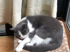 -猫小院猫主题餐厅(南锣旗舰店)