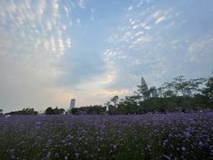 -深圳湾公园(南山区)