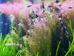 -上海海洋水族馆